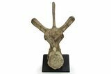 Ceratopsian (Einiosaurus) Dorsal Vertebra with Stand - Montana #350851-3